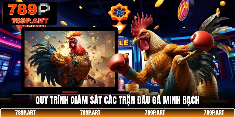 Quy trình giám sát các trận đấu gà minh bạch